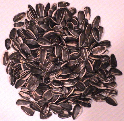 Organic Jumbo Striped Sunflower Seeds: 1/4 Pound